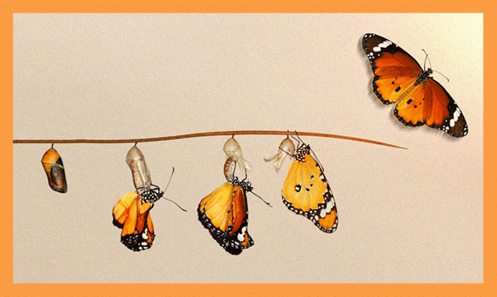 The evolution of a beautiful monarch butterfly