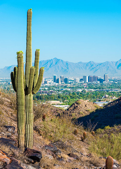 Phoenix, Arizona skyline with a cactus 