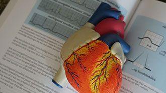 model heart laying on an open medical book
